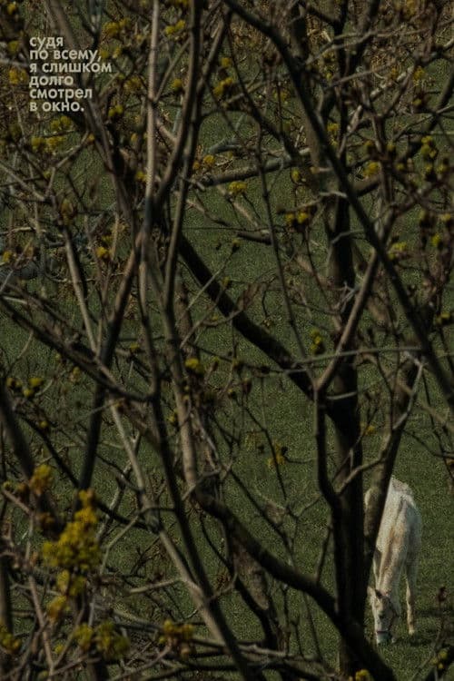 Судя по всему, я слишком долго смотрел в окно