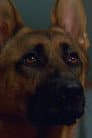 Primo the Dog