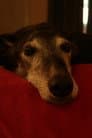 Bobby the dog