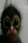 Aminus