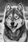 Jed the Wolfdog