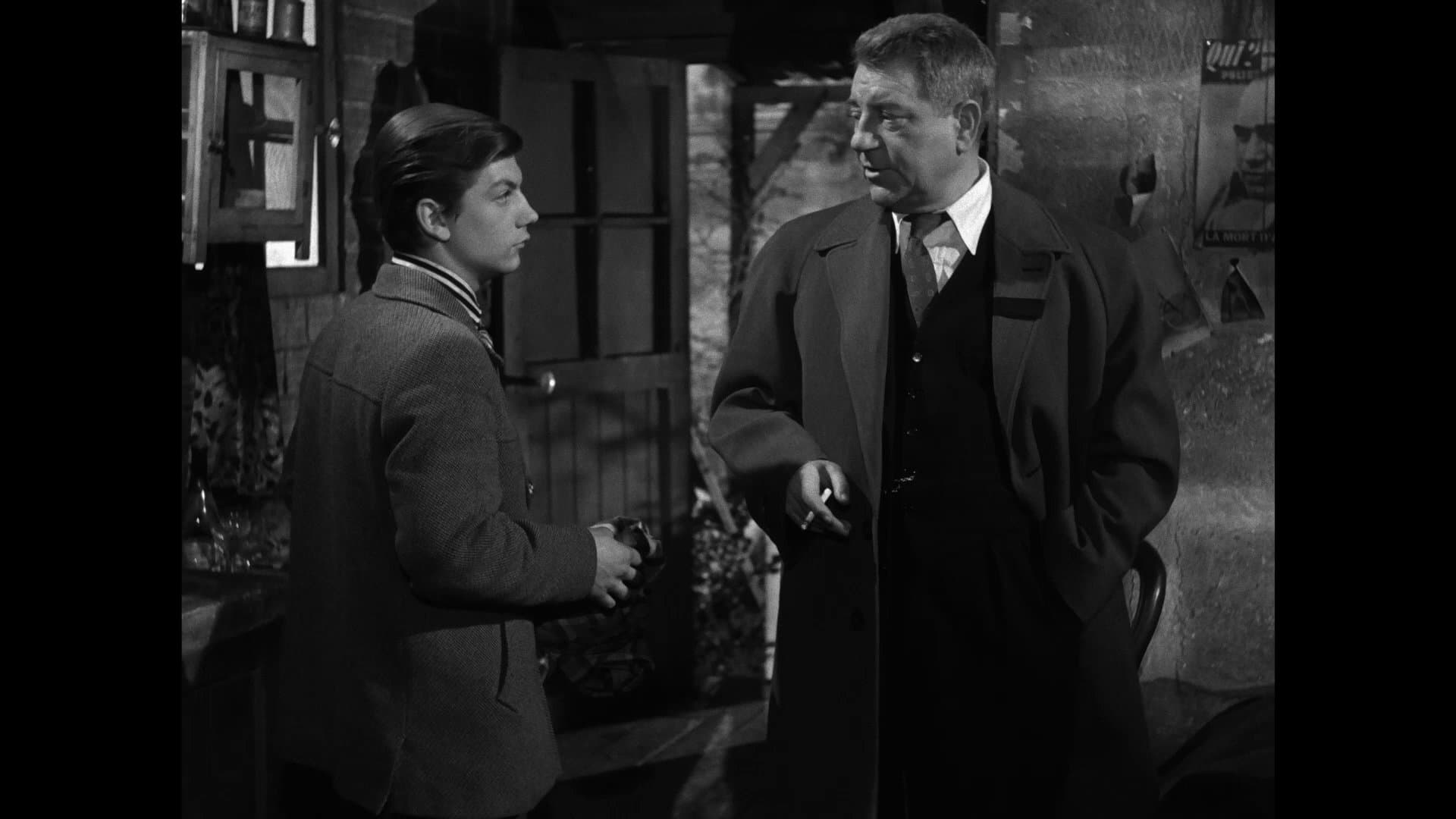 Câini vagabonzi fără zgardă