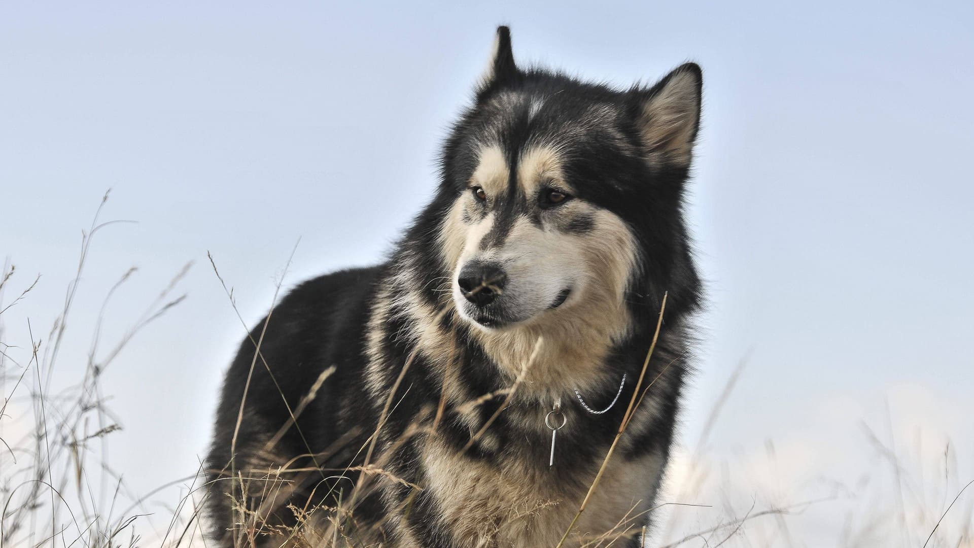 Pierduți în junglă