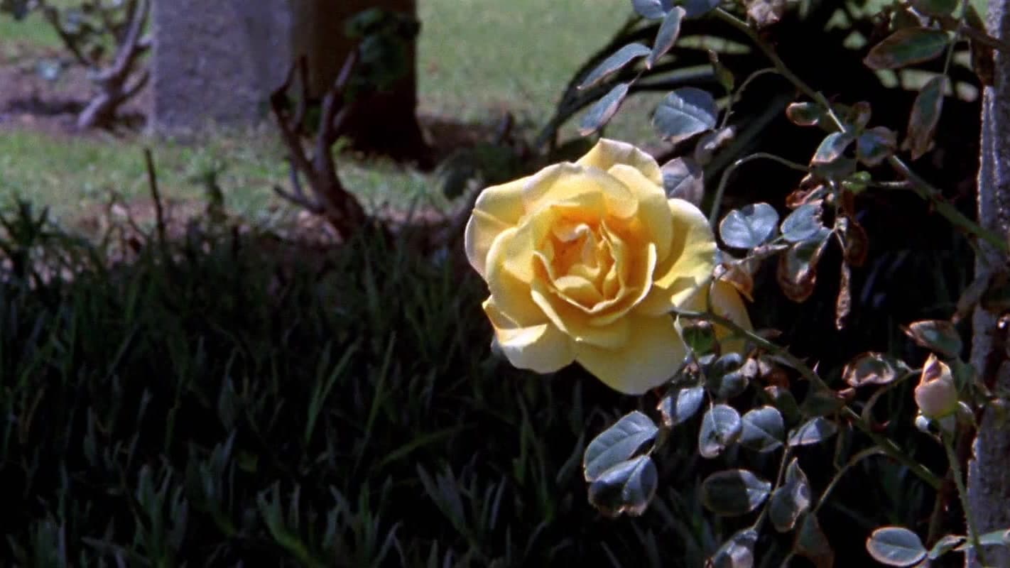 Povestea sexuală a lui O