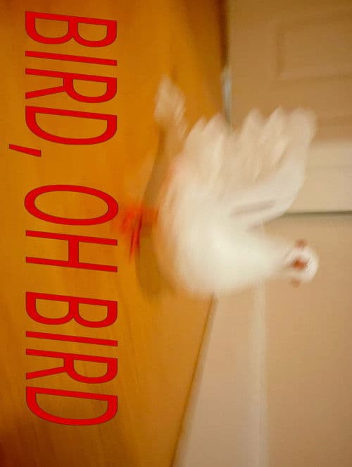 Bird, Oh Bird